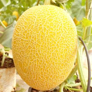 Hạt giống dưa lưới HAMI 88