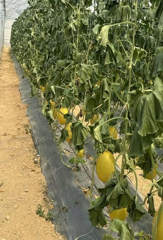 Héo Dây, Nguyên Nhân Và Giải Pháp