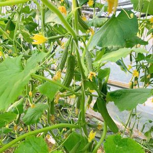 Hạt giống dưa leo baby Doka 03