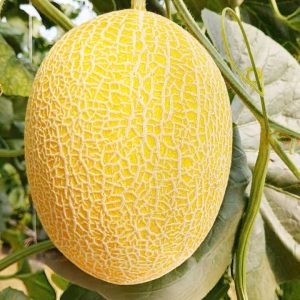 Hạt giống dưa lưới Hami 77