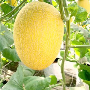 Hạt giống dưa lưới Hami Cẩm Mịch