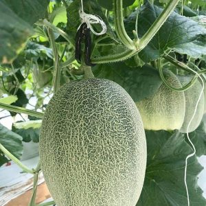 Hạt giống dưa lưới Hami Kaqi