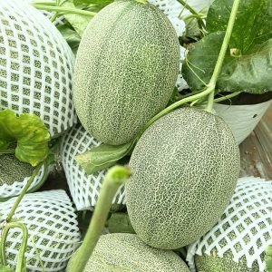 Hạt giống dưa lưới Hami Titan