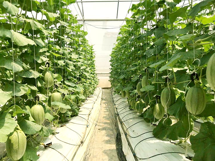 Cách Đơn Giản Phối Trộn Vi Lượng Đơn Dùng Cho Cây Dưa