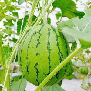 Hạt giống dưa hấu táo HQ