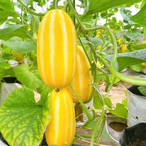 Hạt giống dưa lê HQ Honey Gin