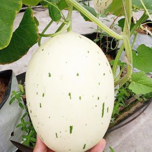 Hạt giống dưa sữa Luci OV