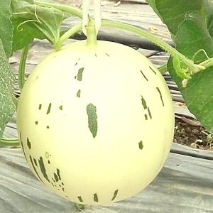 Hạt giống dưa sữa Luci RO