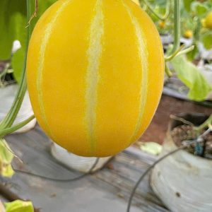 Hạt giống dưa lê Won Yeong